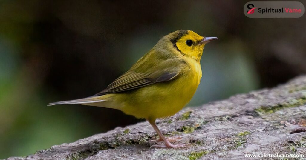 Hooded Warbler