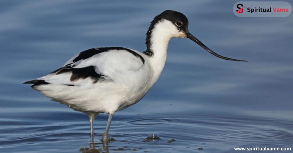 American Avocet