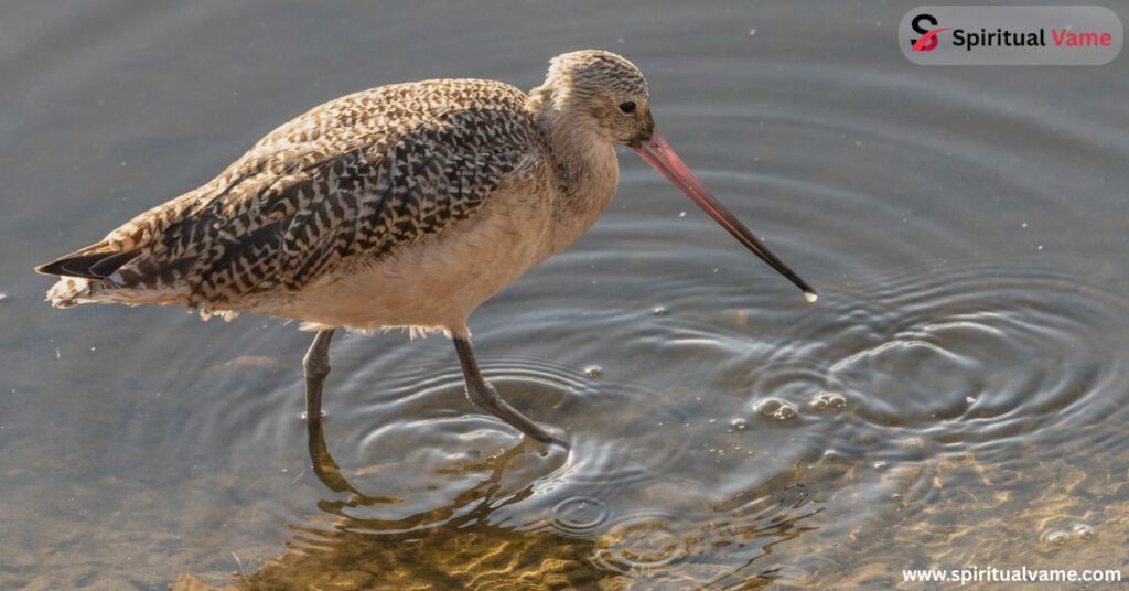 Willet