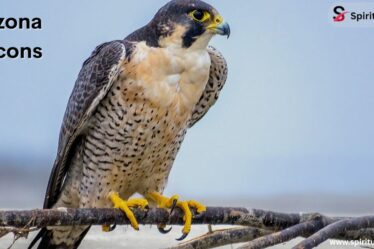 Arizona Falcons