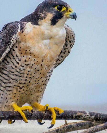 Arizona Falcons