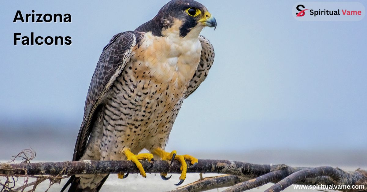 Arizona Falcons