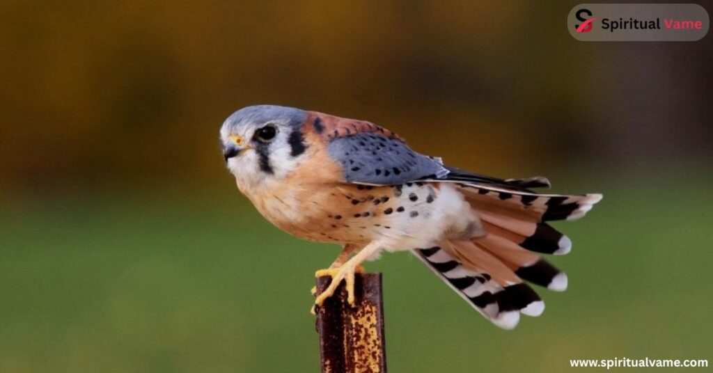 American Kestrel