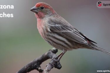 Arizona Finches