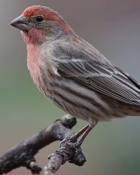 Arizona Finches