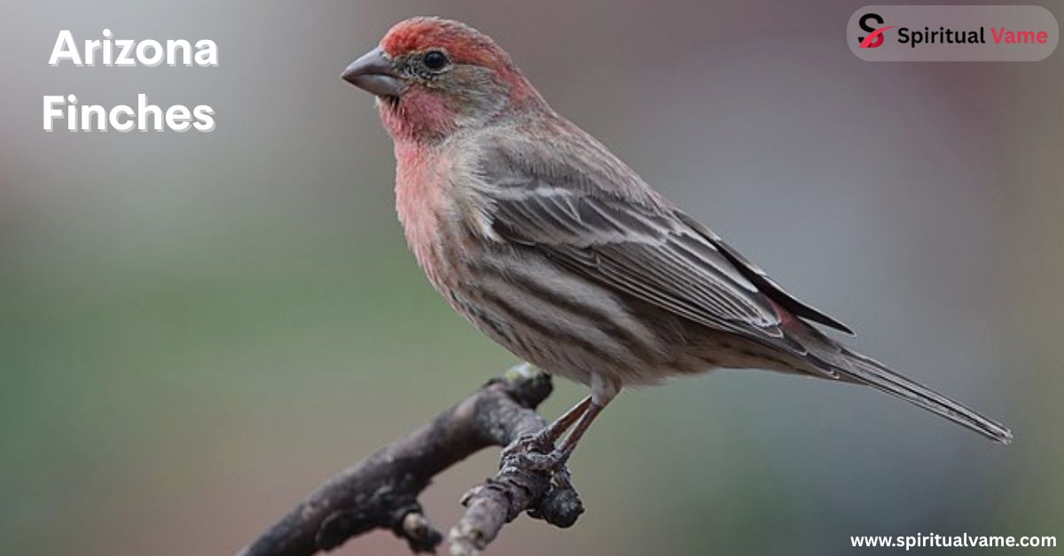 Arizona Finches