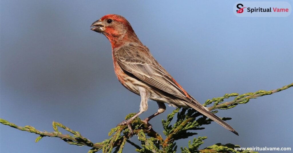 9 Arizona Finches