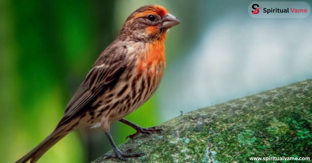 House Finch (Haemorhous mexicanus)