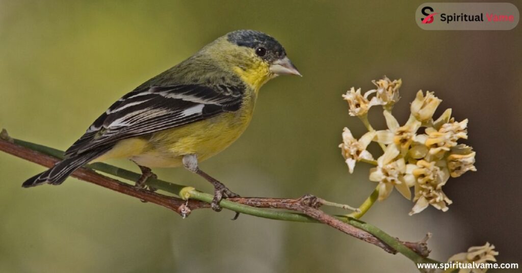 Lawrence’s Goldfinch (Spinus lawrencei)