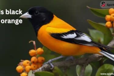 Birds black and orange