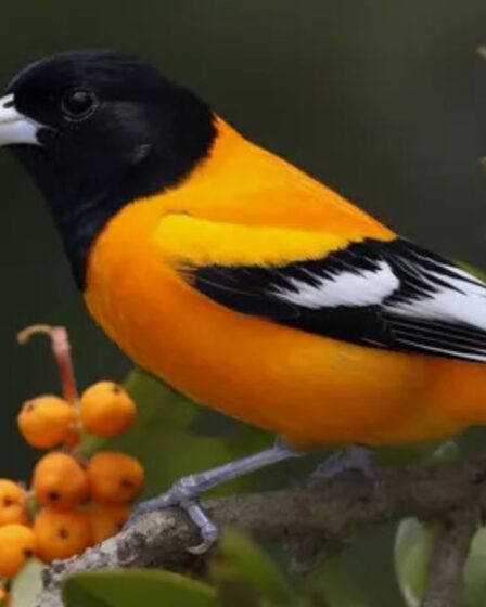 Birds black and orange