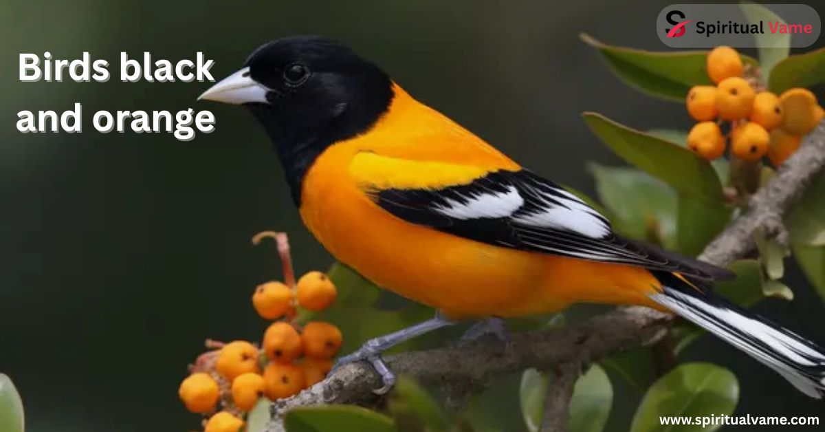 Birds black and orange