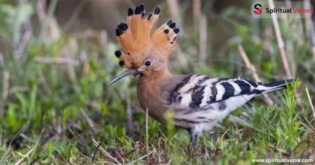 Eurasian Hoopoe – The Punk Rock Bird of the Countryside
