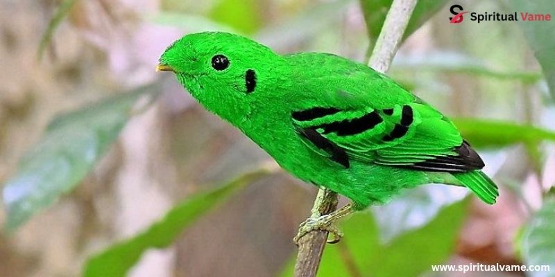 Bird Camouflage Abilities , Green Broadbill