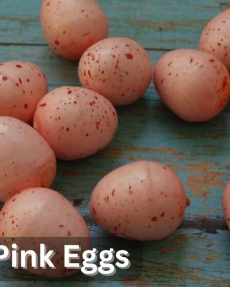 Bird Lays Pink Eggs