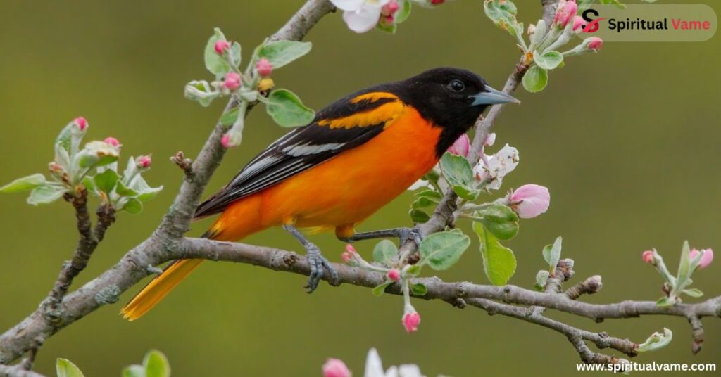 Birds black and orange