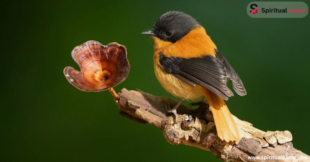 Eastern Towhee