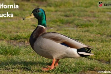 California Ducks