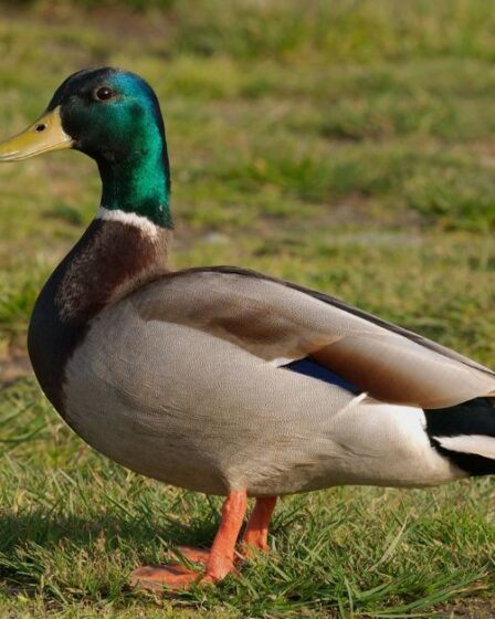 California Ducks