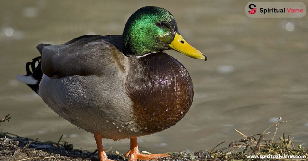 Most Common Duck Species in California