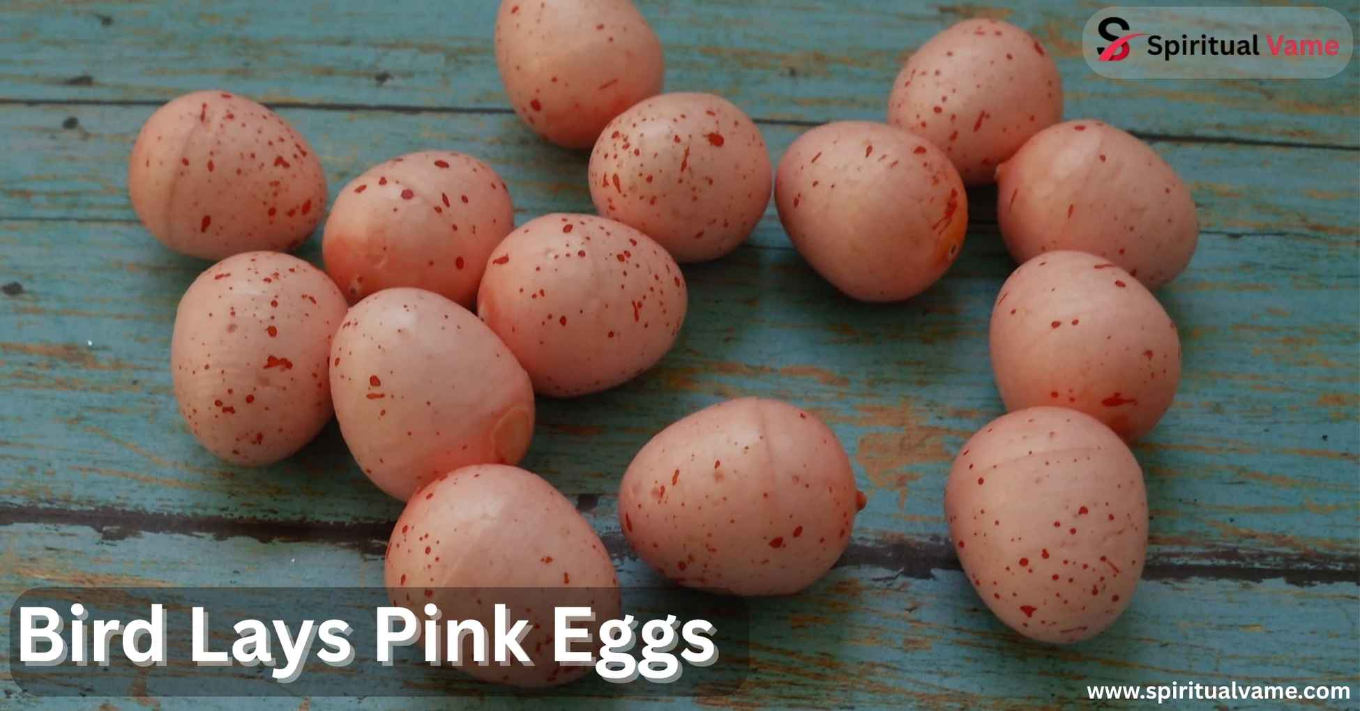 Bird Lays Pink Eggs