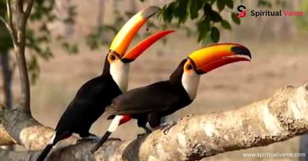 Toco Toucan Facts – Everything You Need to Know About This Colorful Bird