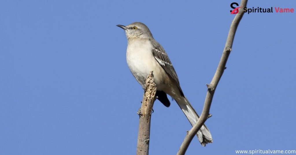 Northern Mockingbird