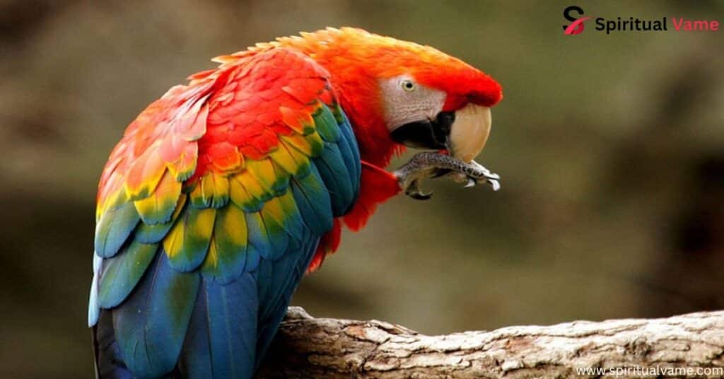Colorful Parrot Species That Will Brighten Your World