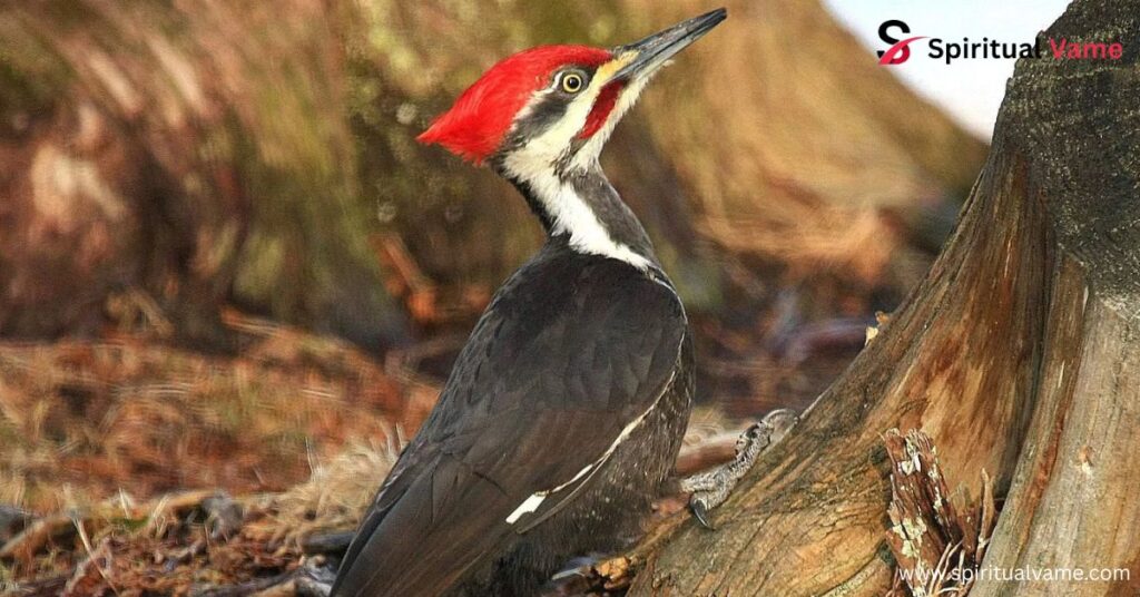 Birds Similar to Woodpeckers