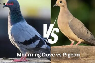Mourning Dove vs Pigeon- What’s the Difference