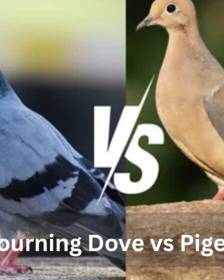 Mourning Dove vs Pigeon- What’s the Difference
