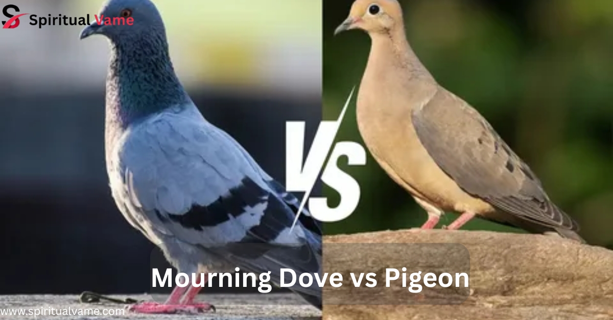Mourning Dove vs Pigeon- What’s the Difference