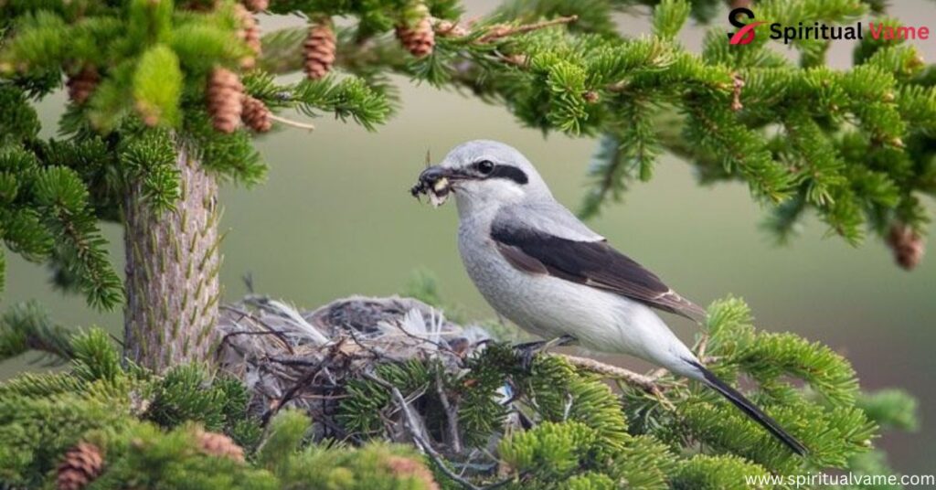 Alaska Beautiful Birds
