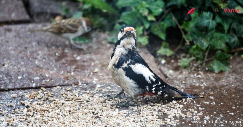 Birds Similar to Woodpeckers
