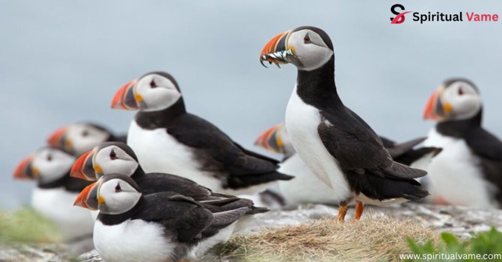 Alaska Beautiful Birds