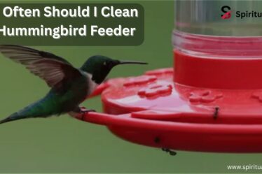 how often should i clean my hummingbird feeder