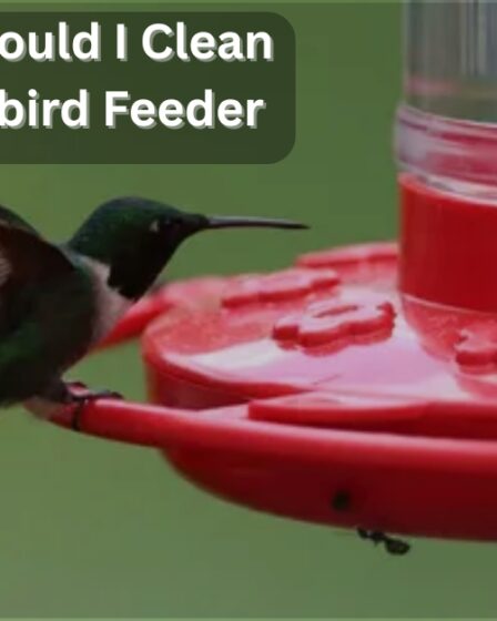 how often should i clean my hummingbird feeder