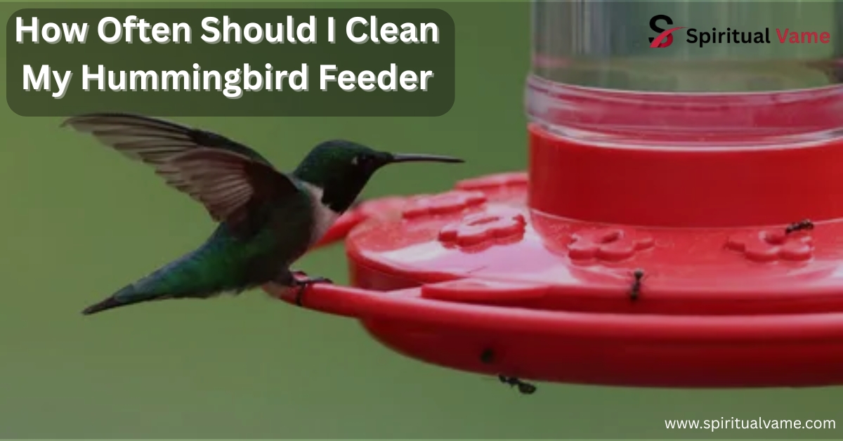 how often should i clean my hummingbird feeder