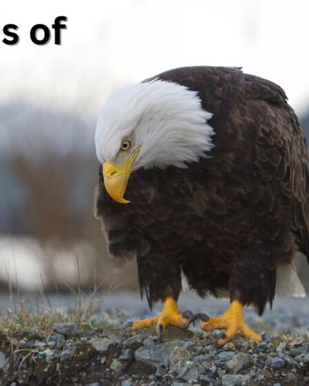 Alaska Birds of Prey