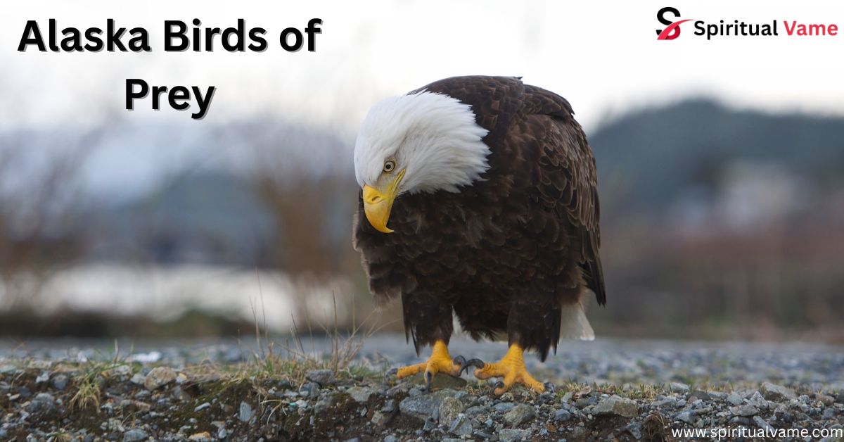 Alaska Birds of Prey