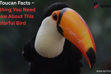 Toco Toucan Facts – Everything You Need to Know About This Colorful Bird