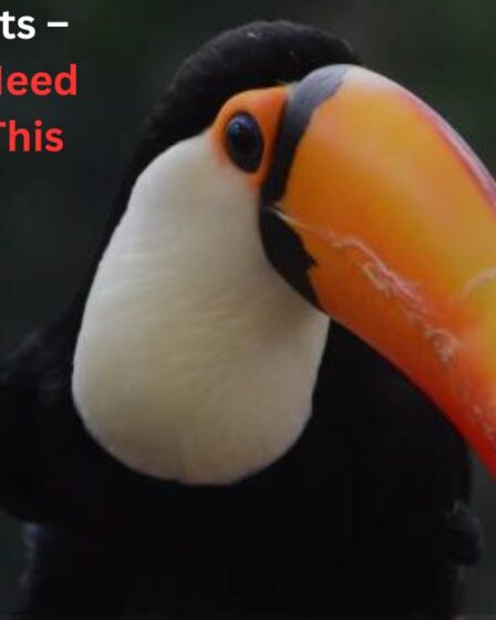 Toco Toucan Facts – Everything You Need to Know About This Colorful Bird