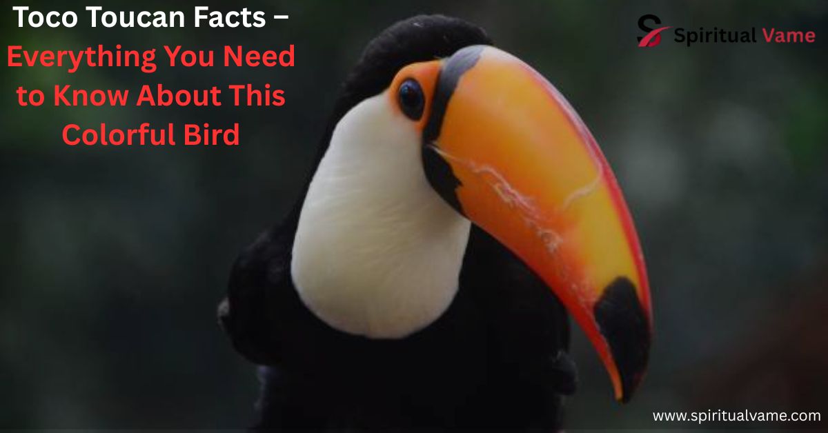 Toco Toucan Facts – Everything You Need to Know About This Colorful Bird