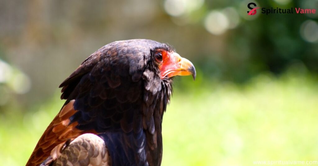 Alaska Birds of Prey