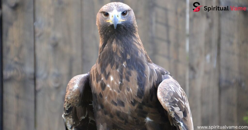 Alaska Birds of Prey