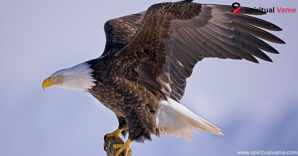 Alaska Birds of Prey
