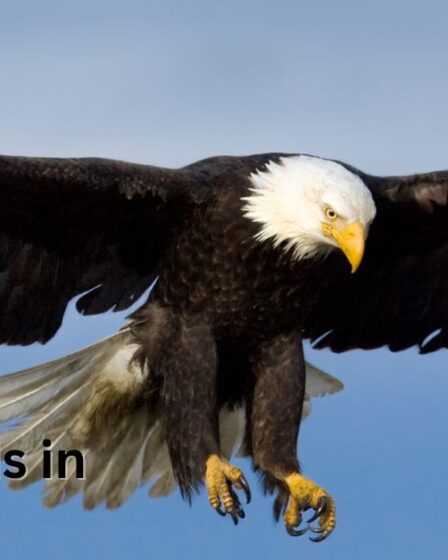 Largest Birds in Alaska
