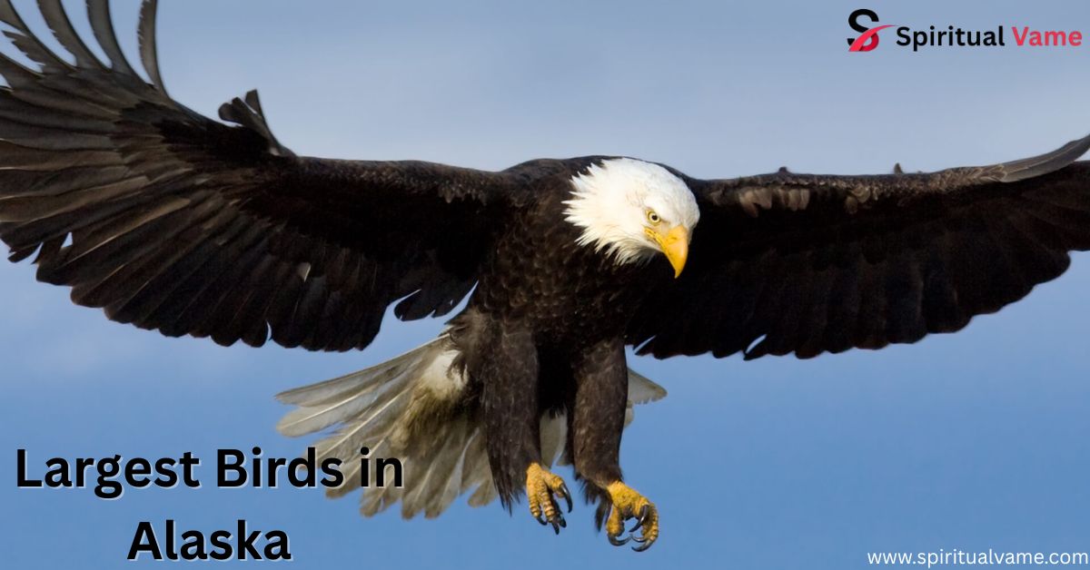 Largest Birds in Alaska