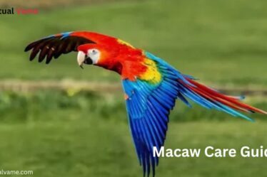 Macaw Care Guide