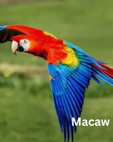 Macaw Care Guide